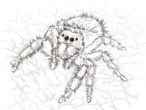 Free Printable Spider Coloring Pages For Kids