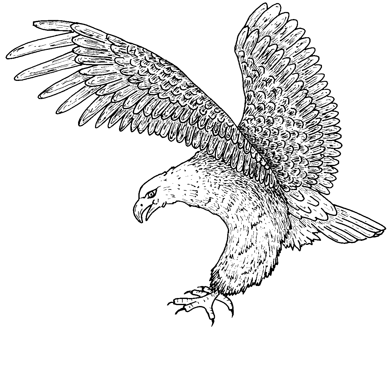 Coloring Picture Bald Eagle 10