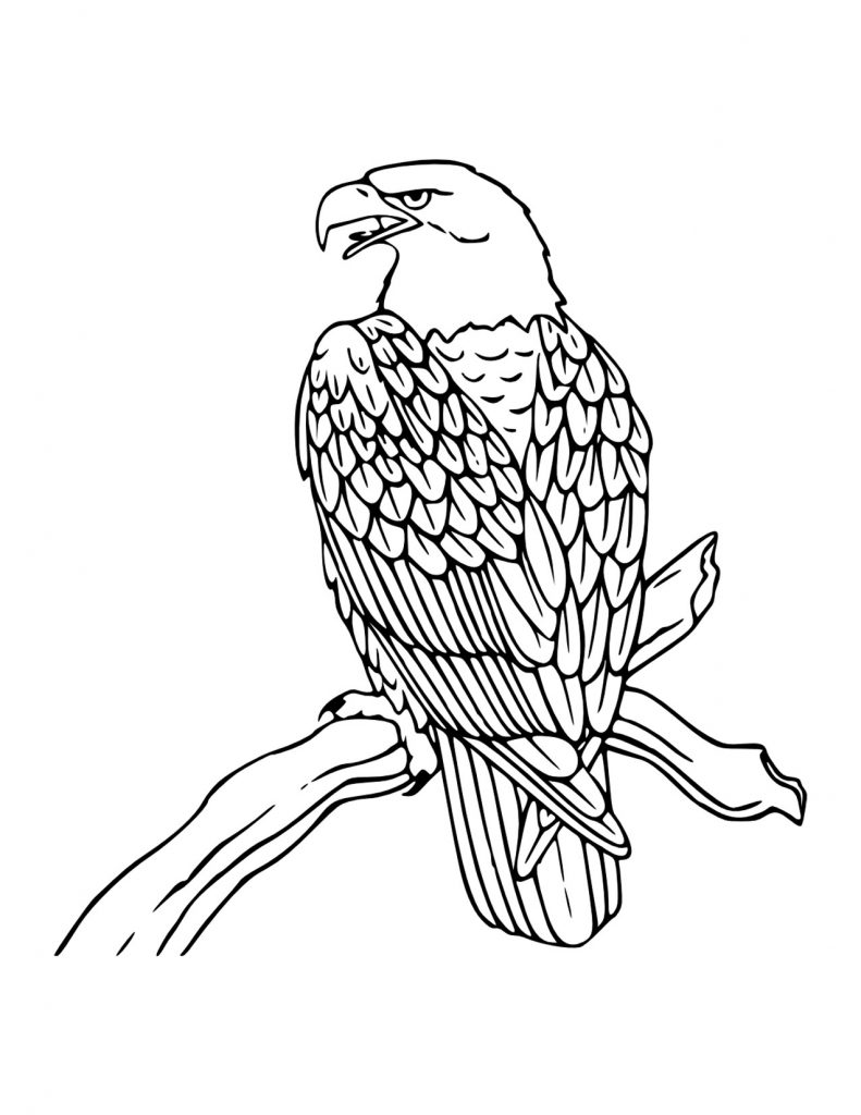 Bald Eagle Coloring Pages For Kids