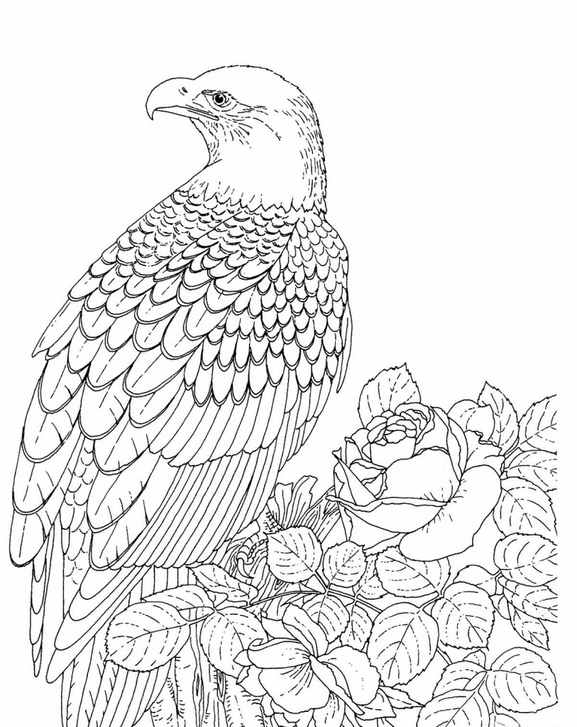 Bald Eagle Coloring Pages Free Printable