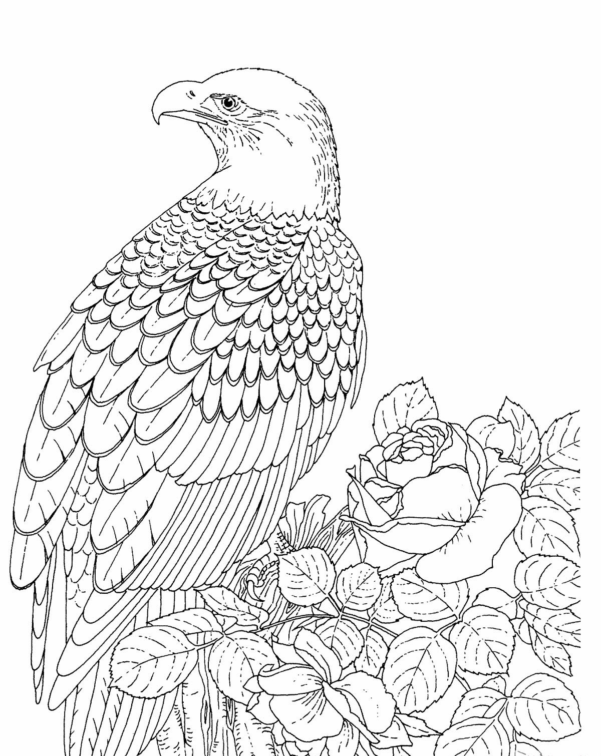 Free Printable Bald Eagle Coloring Pages For Kids