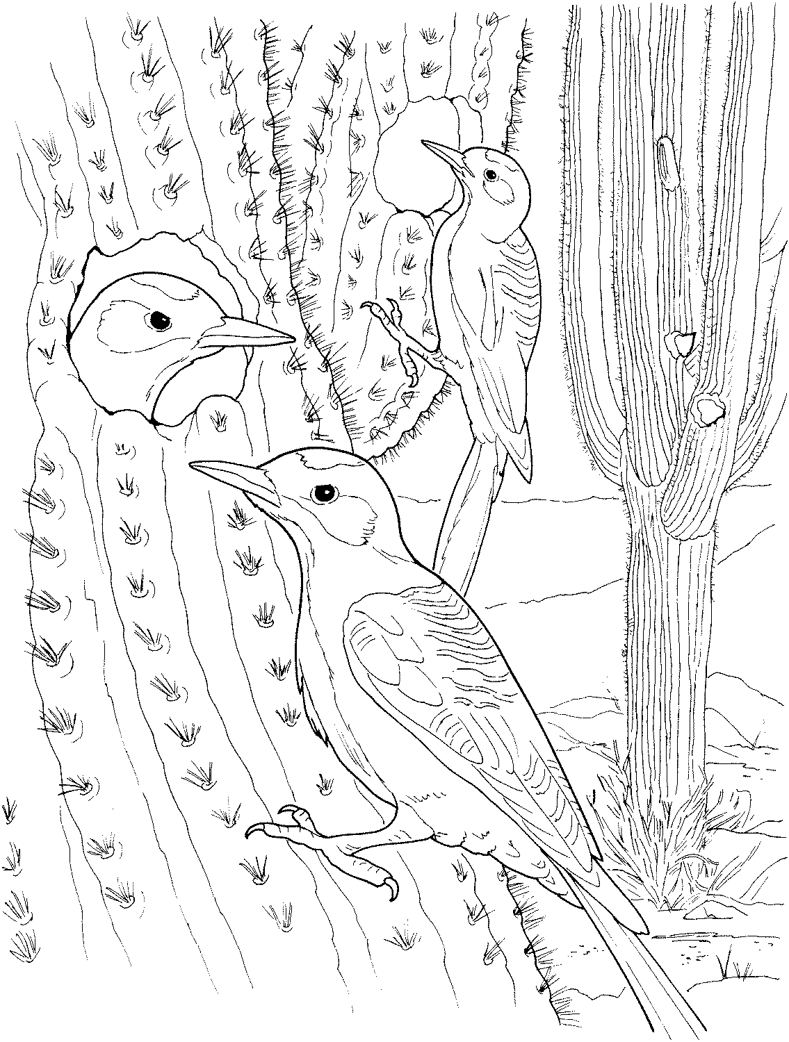 free-printable-cactus-coloring-pages-for-kids