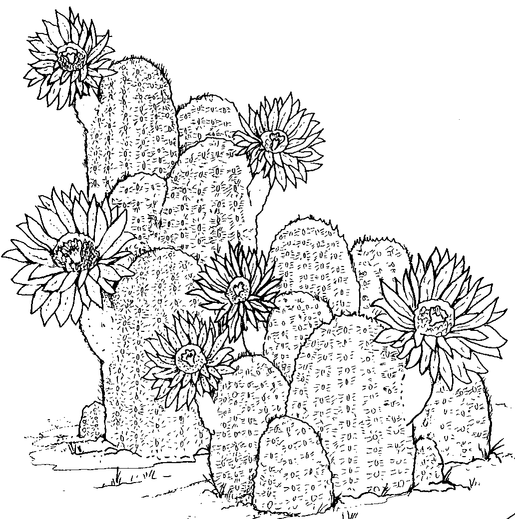 Free Printable Coloring Page Cactus