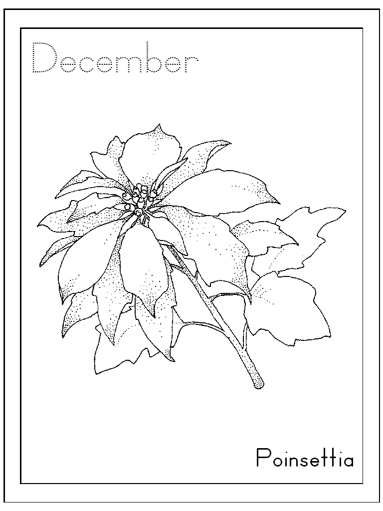 Coloring Pages of Poinsettia