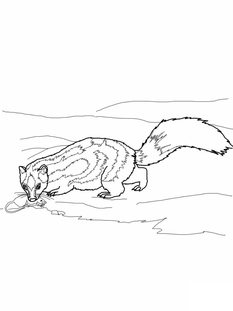 Coloring Pages of Skunk