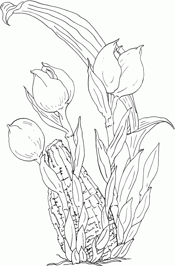 Coloring Pages of Tulip