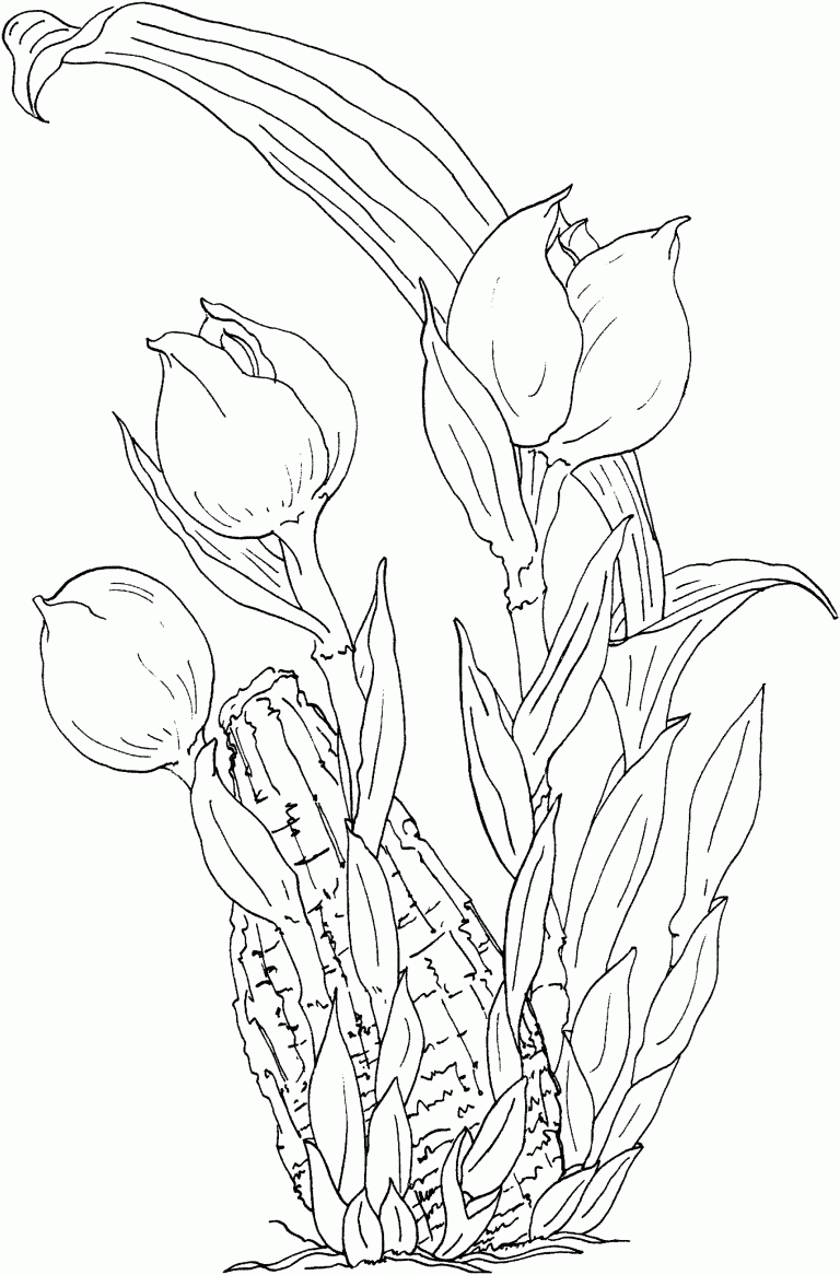 Free Printable Tulip Coloring Pages For Kids