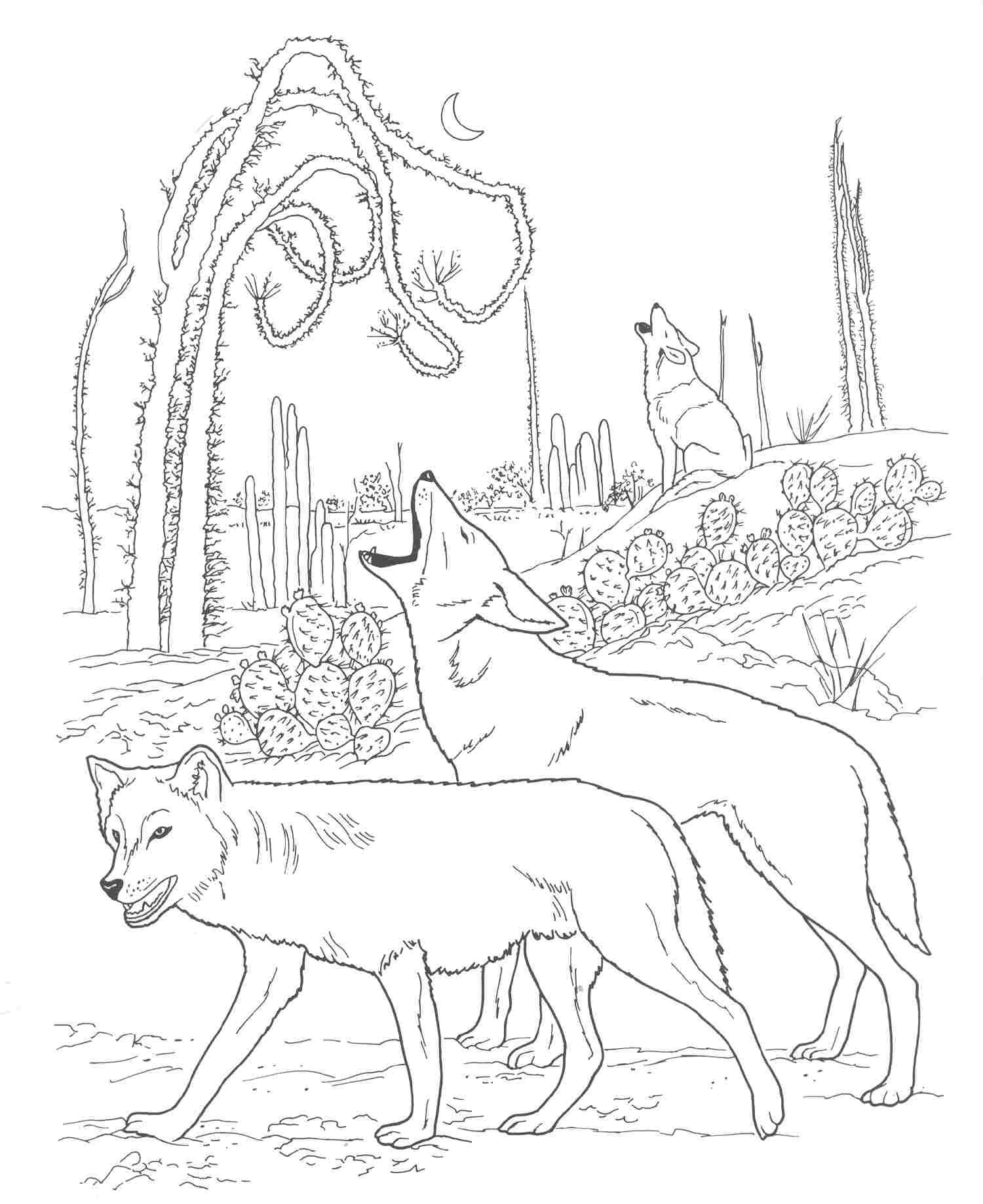 Download Free Printable Coyote Coloring Pages For Kids