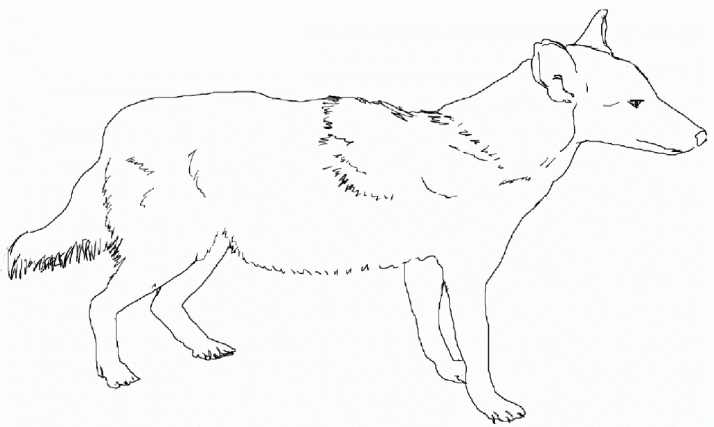 Coyote Coloring Pages