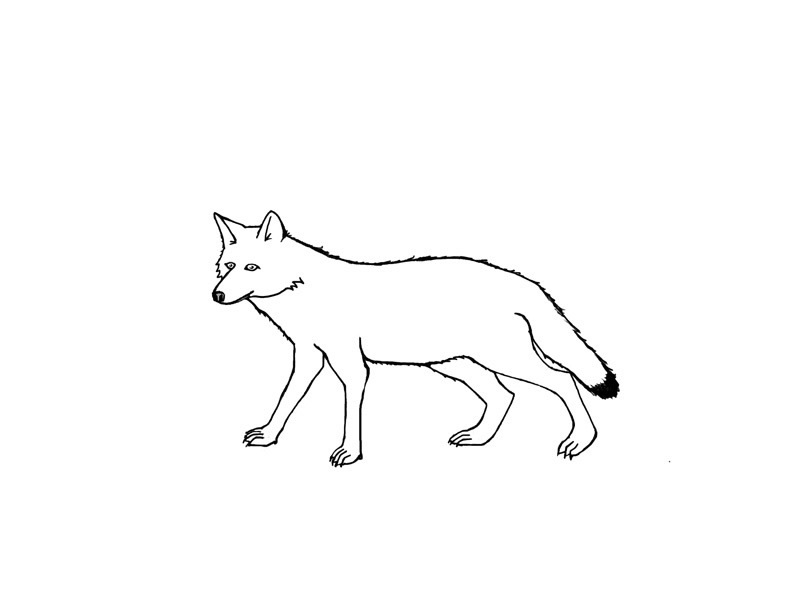 Download Free Printable Coyote Coloring Pages For Kids