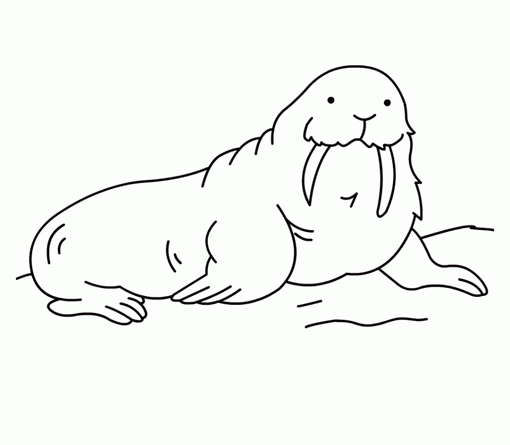 Free Cloring Pages of Walrus