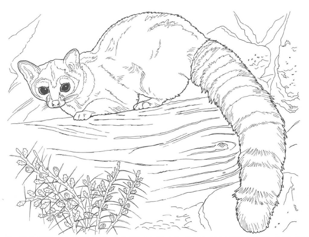 Free Coloring Pages of Raccoon