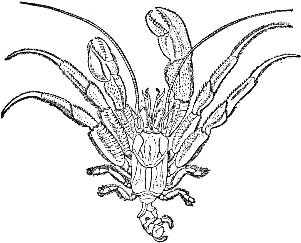 Free Hermit Crab Coloring Pages