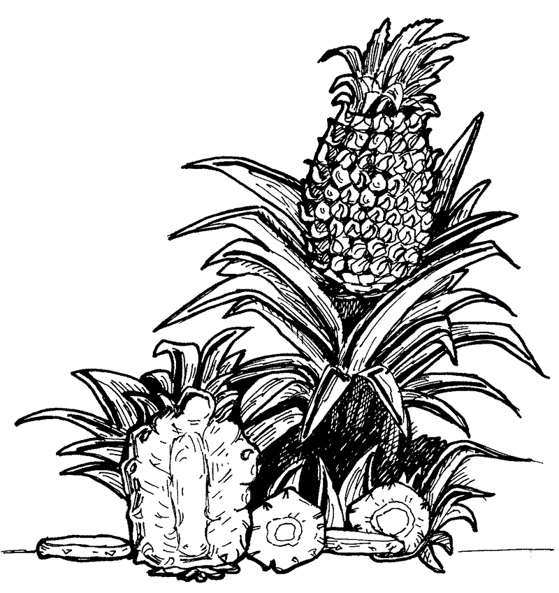 free-printable-pineapple-coloring-pages-for-kids