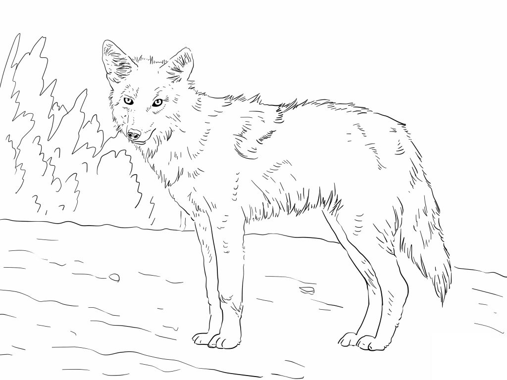 Free Printable Coyote Coloring Pages