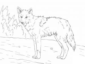 Free Printable Coyote Coloring Pages For Kids