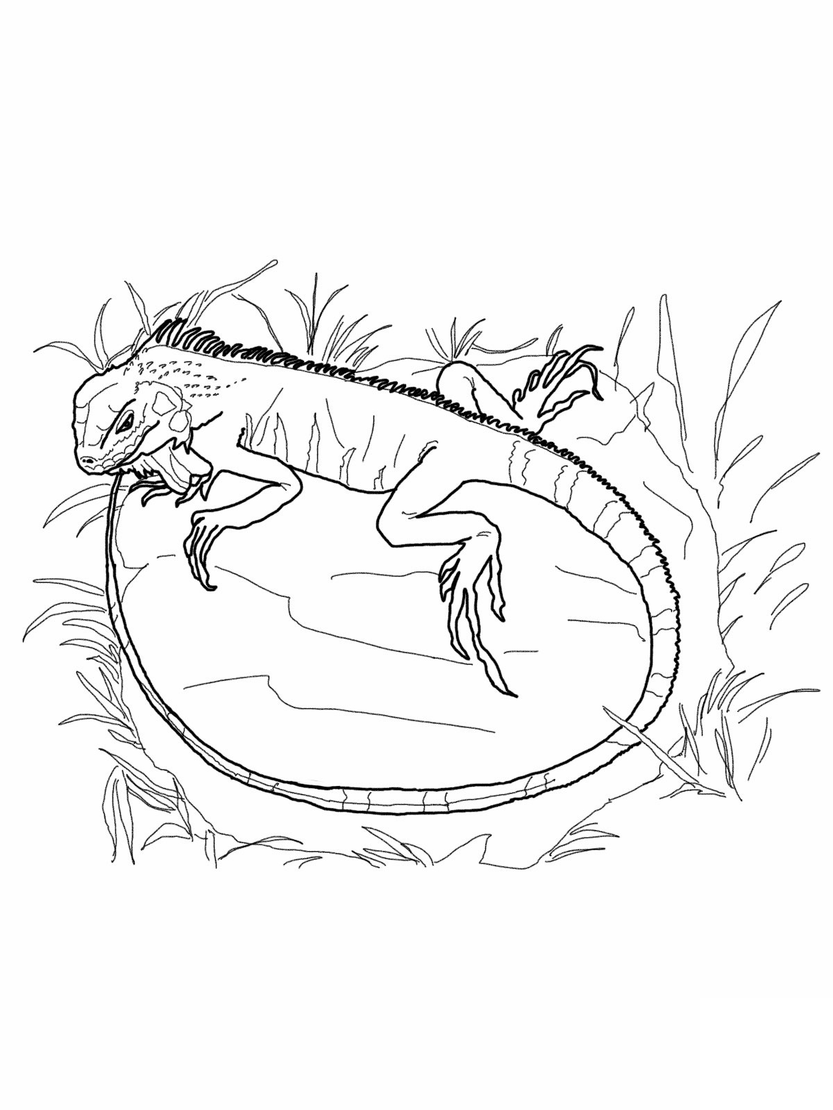 Free Printable Iguana Coloring Pages