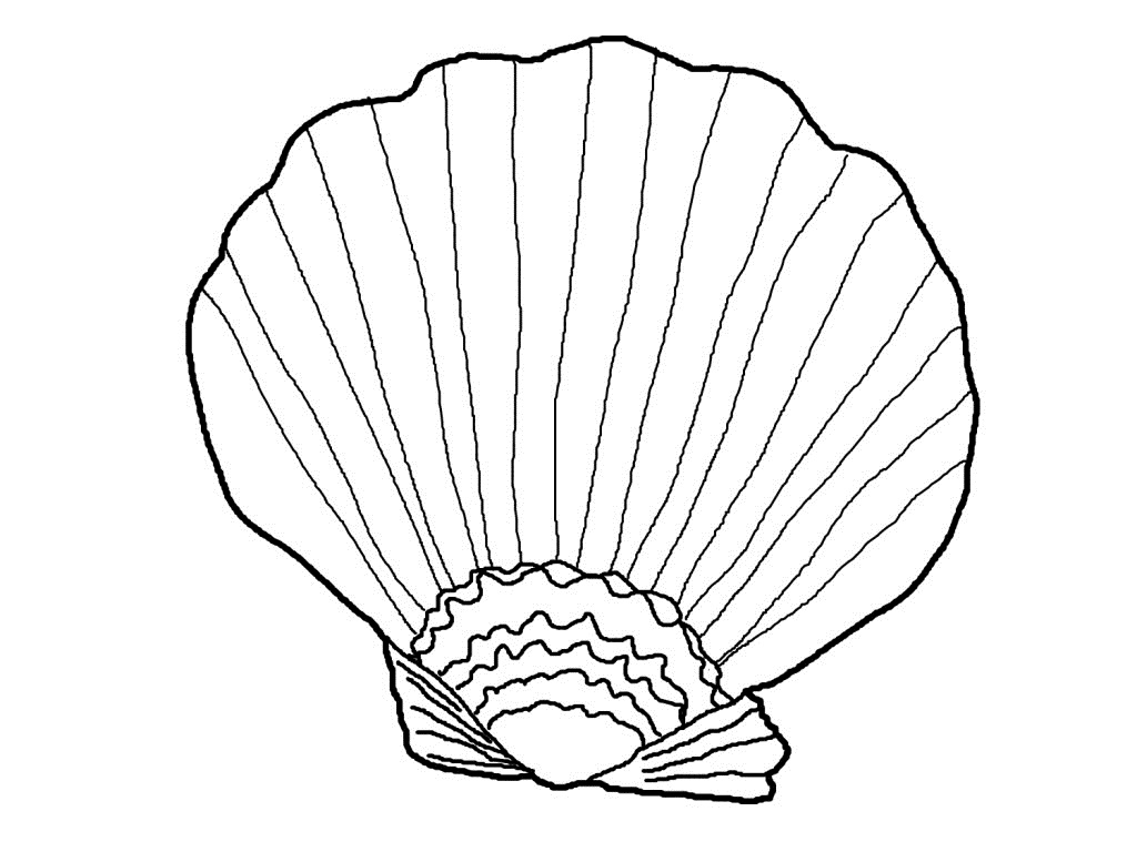Inesyfederico clases Printable Shell Coloring Pages