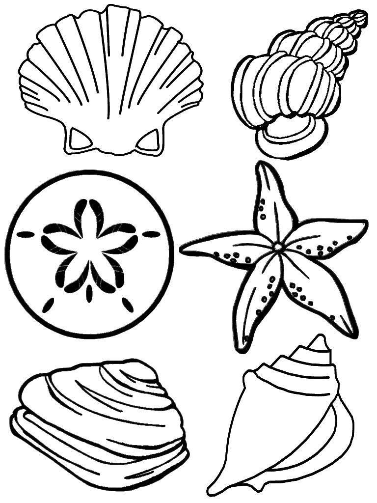 Free Printable Seashell Coloring Pages