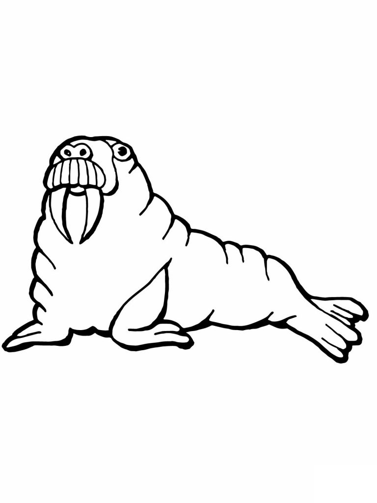 Free Printable Walrus Coloring Pages