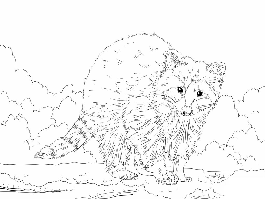 Free Raccoon Coloring Pages For Kids