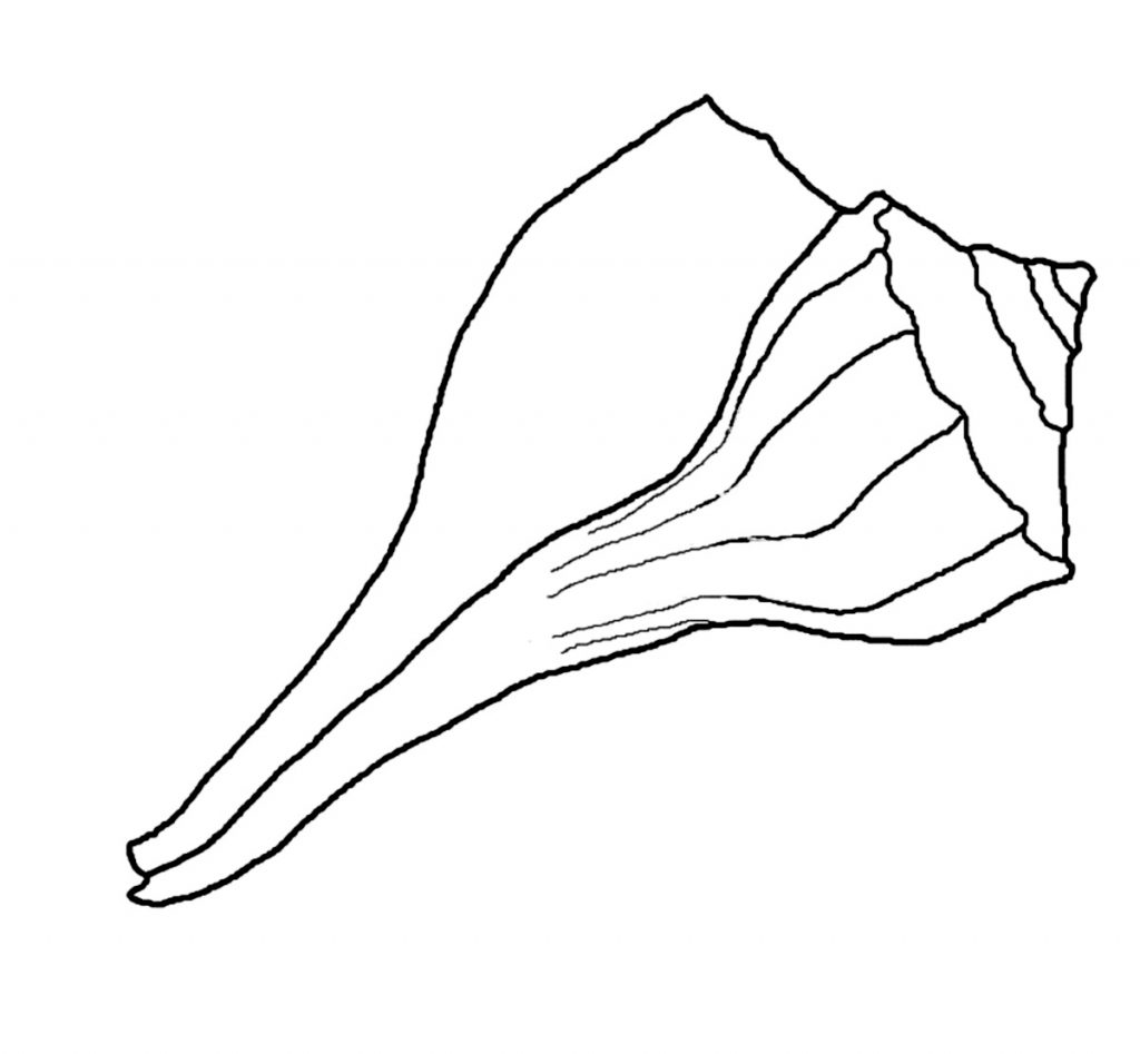 Free Seashell Coloring Pages
