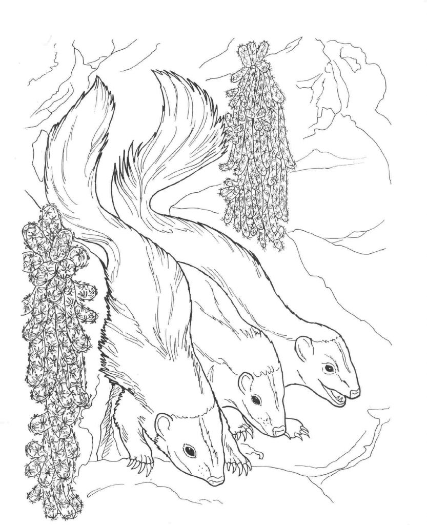 Free Skunk Coloring Pages