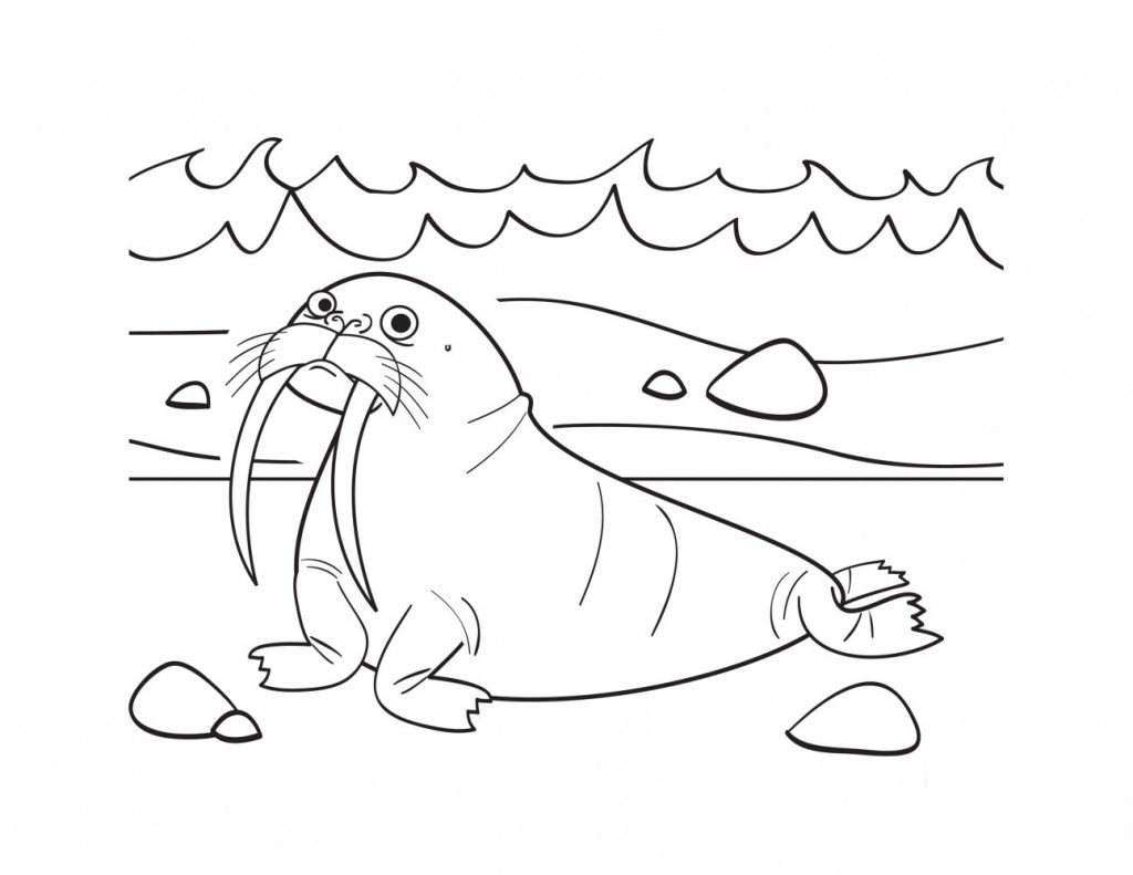 Free Walrus Coloring Pages