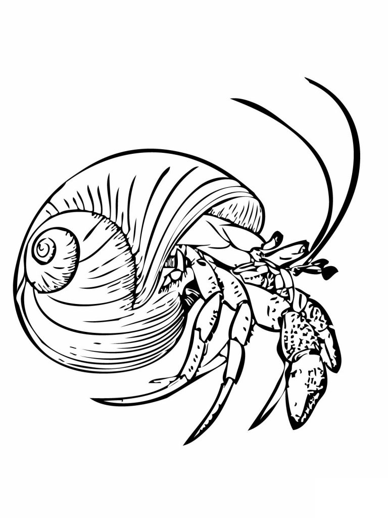 Hermit Crab Coloring Page