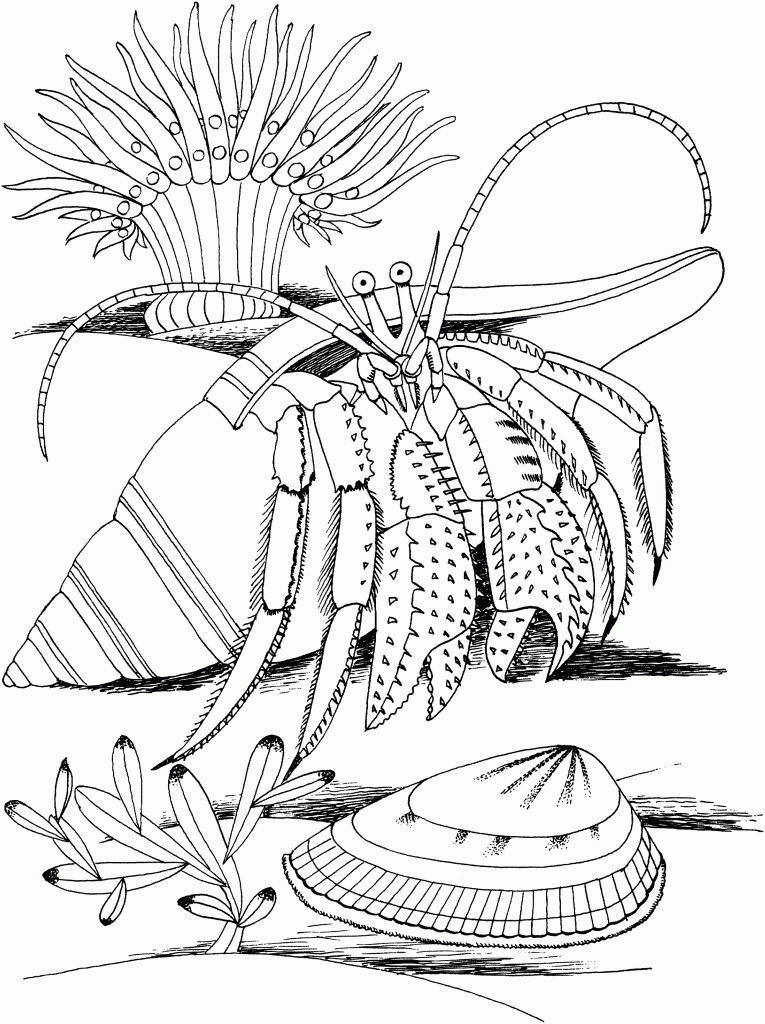 Hermit Crab Coloring Pages For Kids