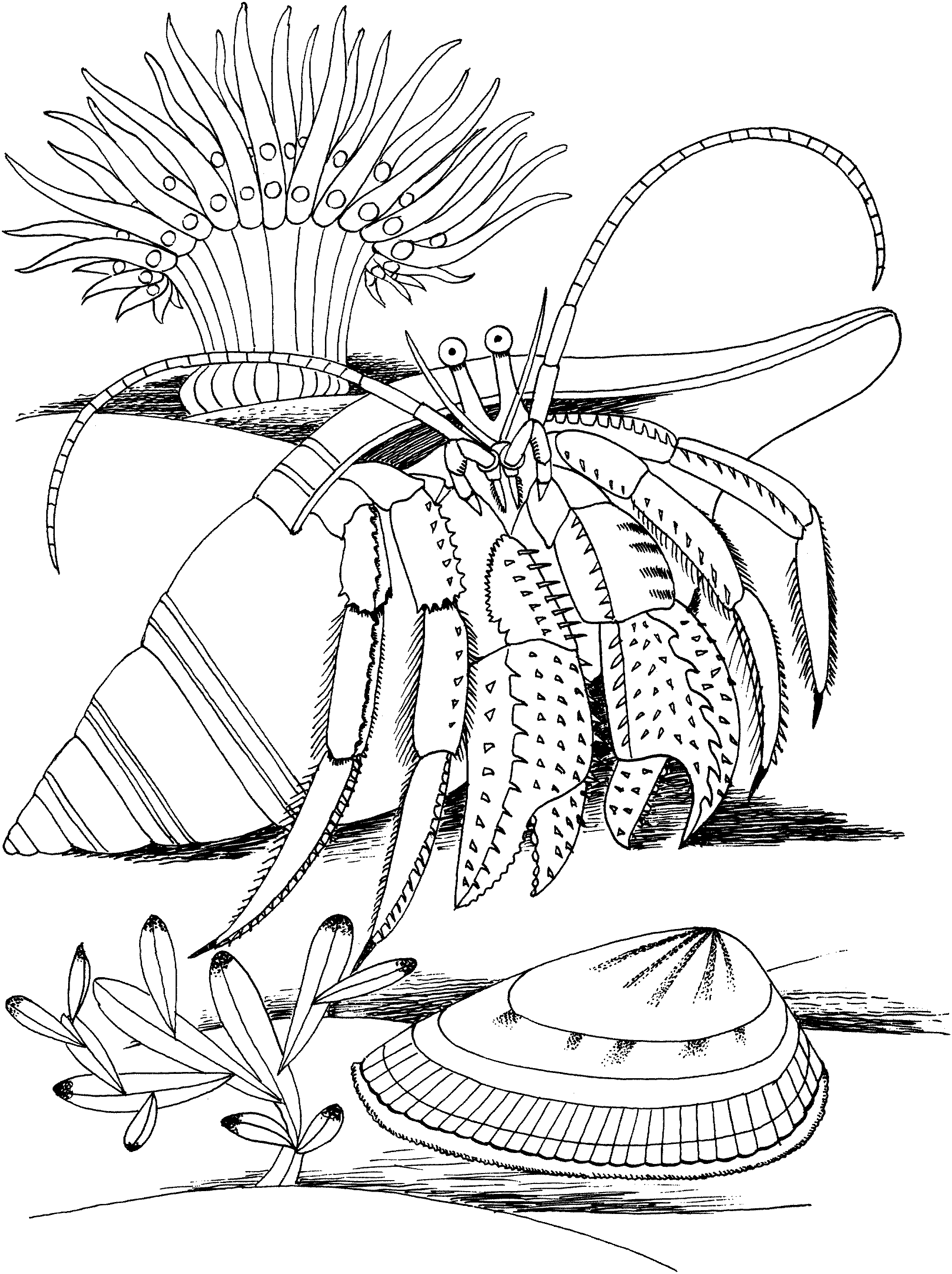 Free Printable Hermit Crab Coloring Pages For Kids