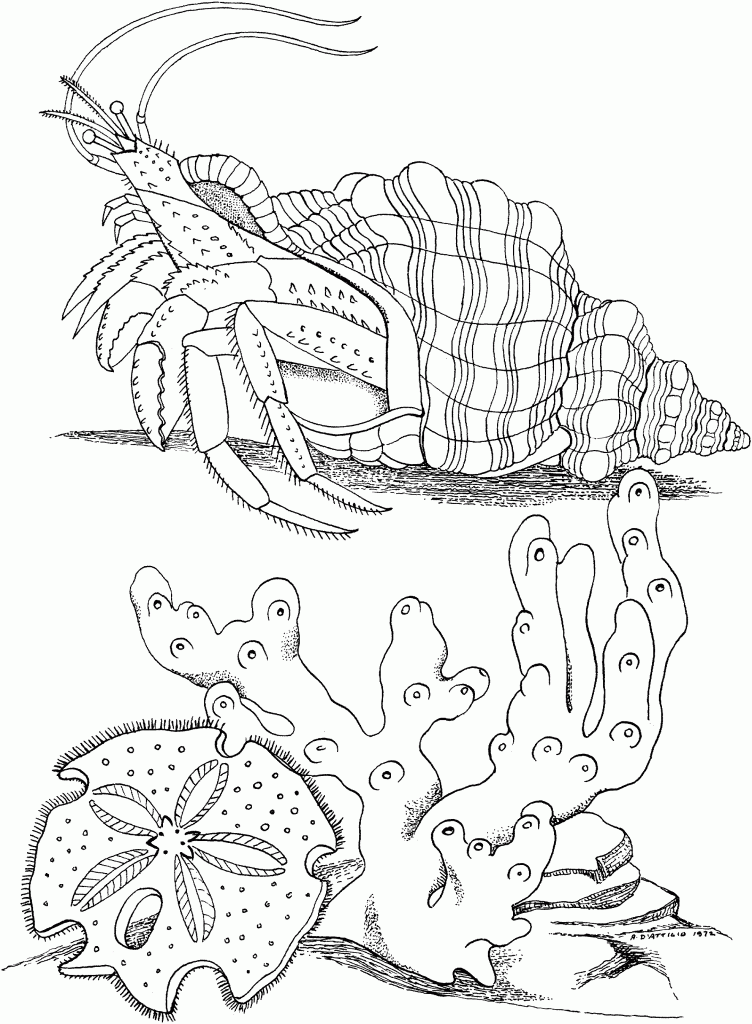 Hermit Crab Coloring Pages To Print