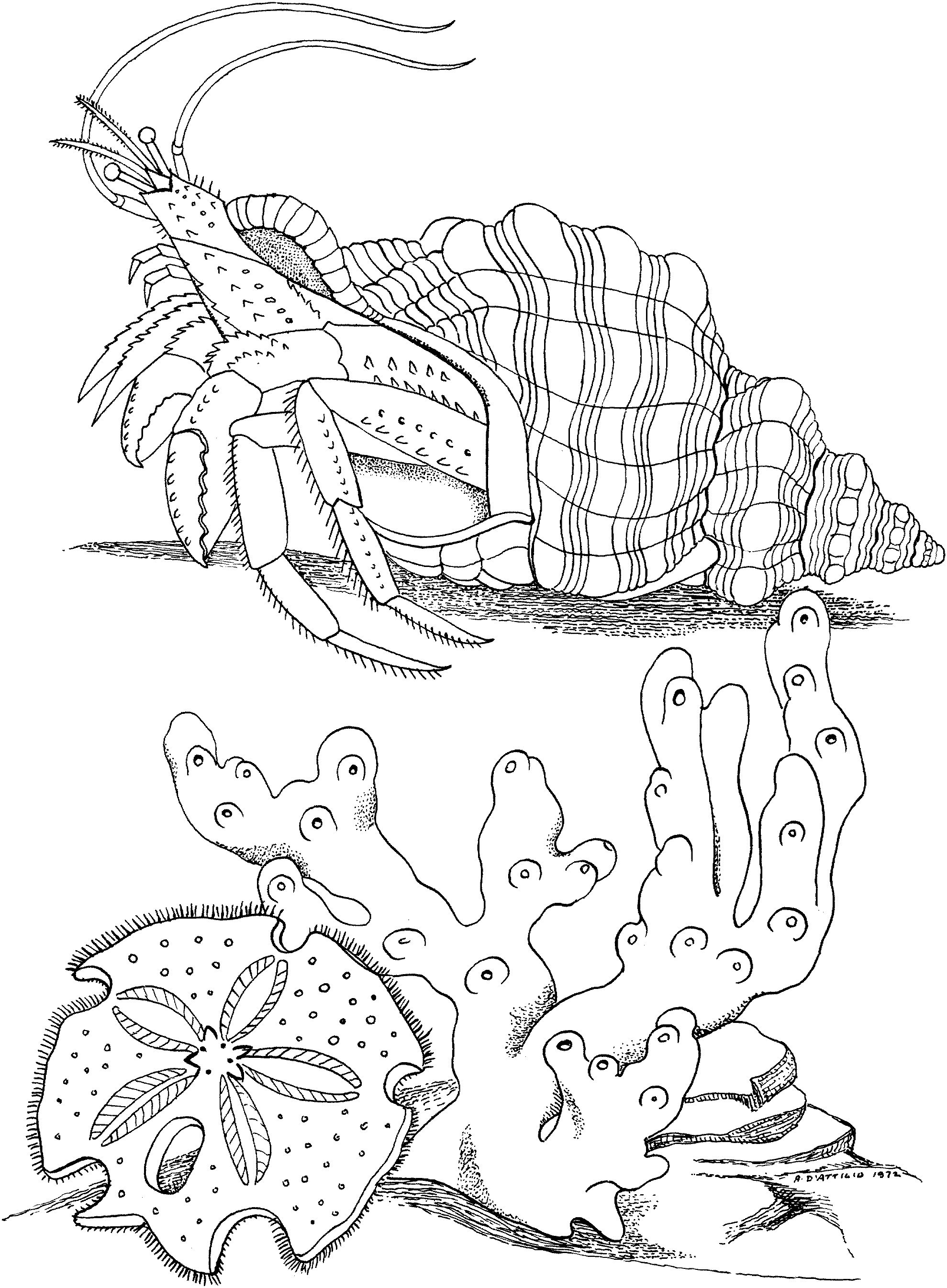 Free Printable Hermit Crab Coloring Pages For Kids