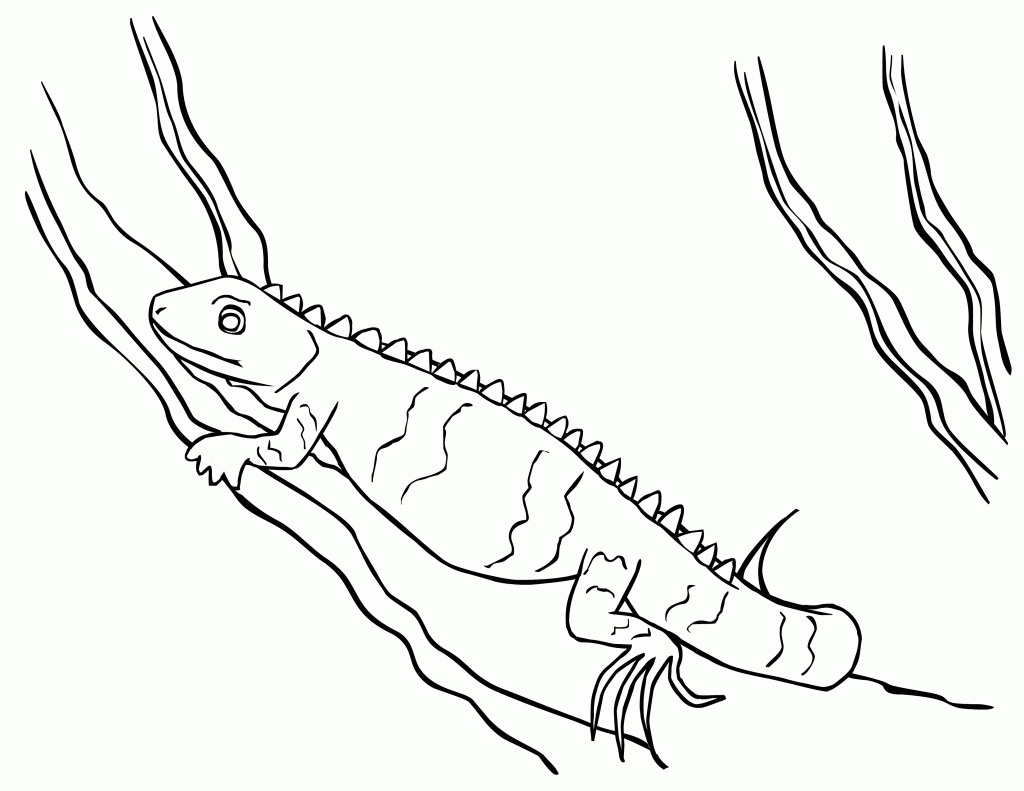 Iguana Coloring Pages