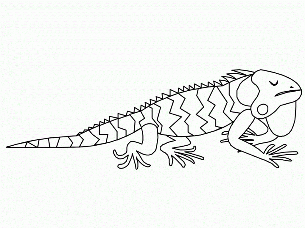 Iguana Coloring Pages Pictures