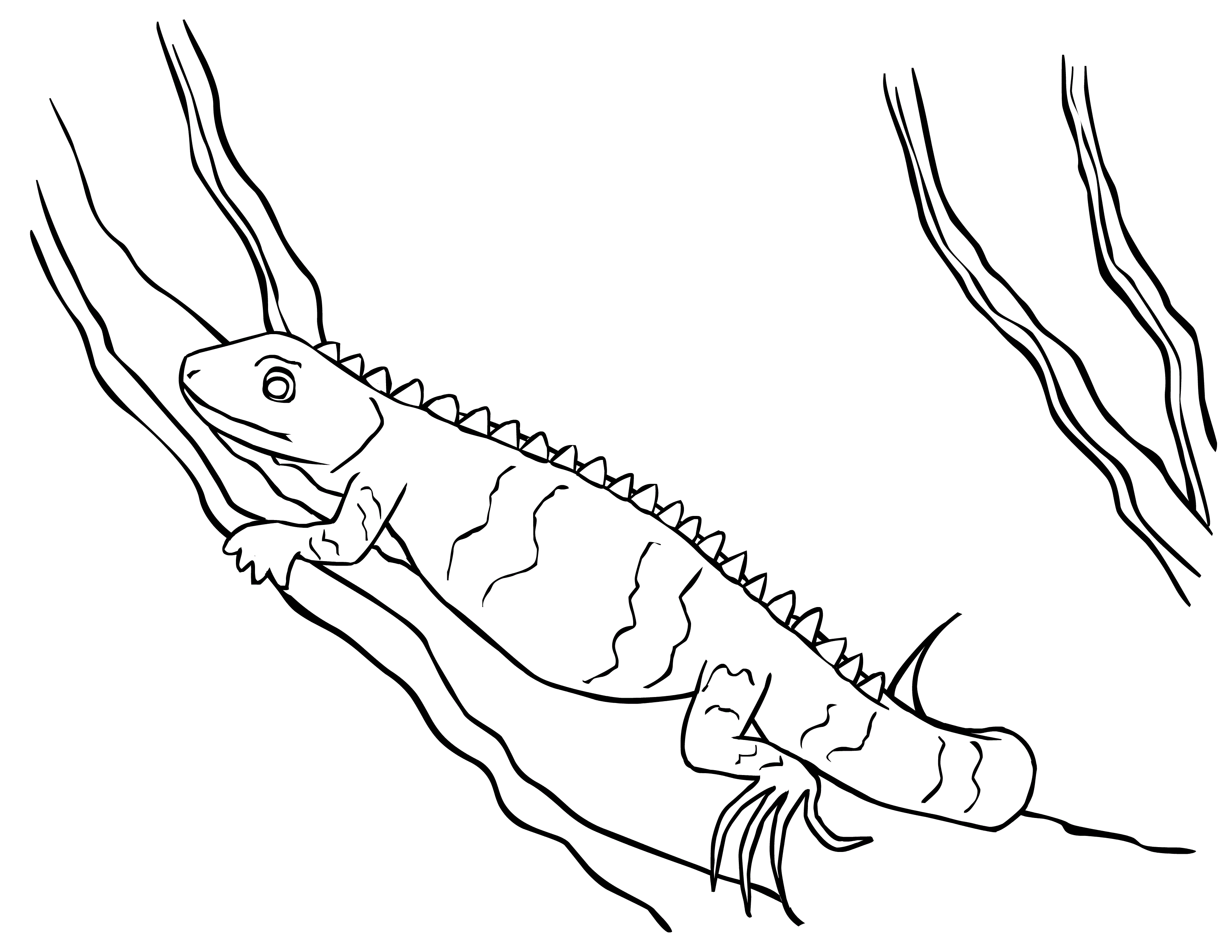 Free Printable Iguana Coloring Pages