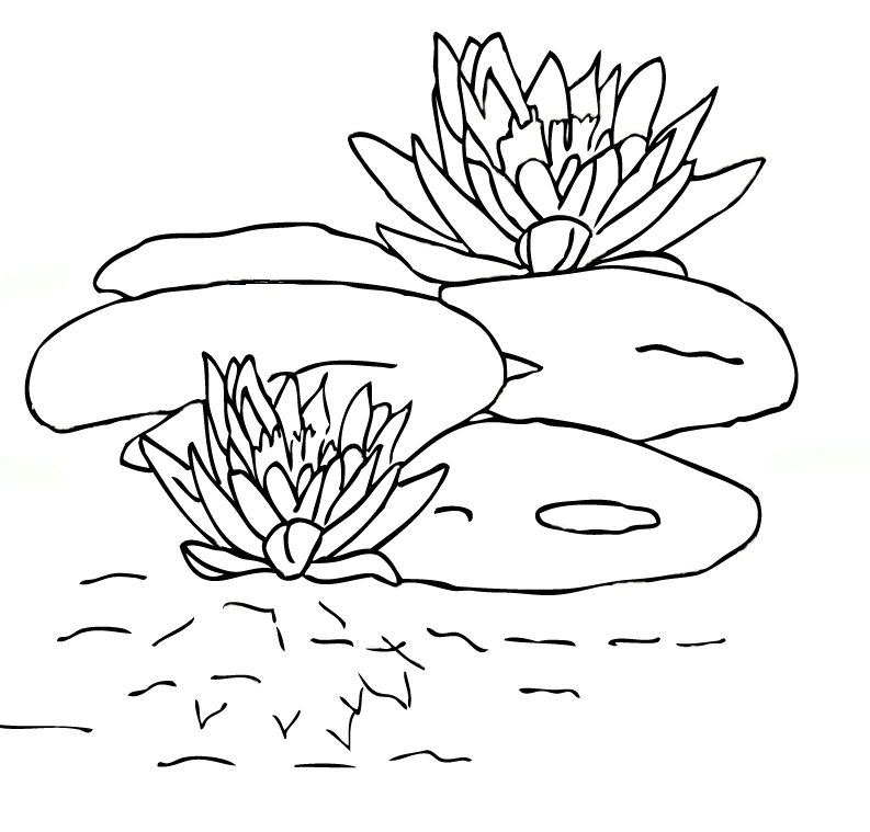 Lily Pads Coloring Pages