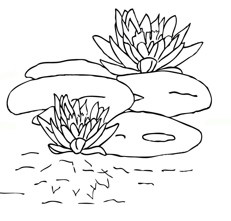 free-printable-lily-pad-coloring-pages-for-kids