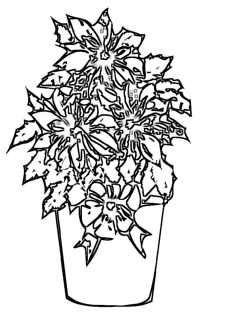 Poinsetta Coloring Sheet Coloring Pages