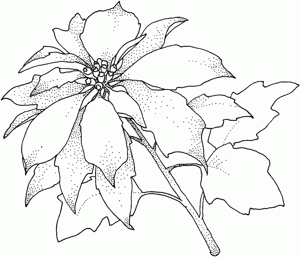 Poinsettia Coloring Pages Photos