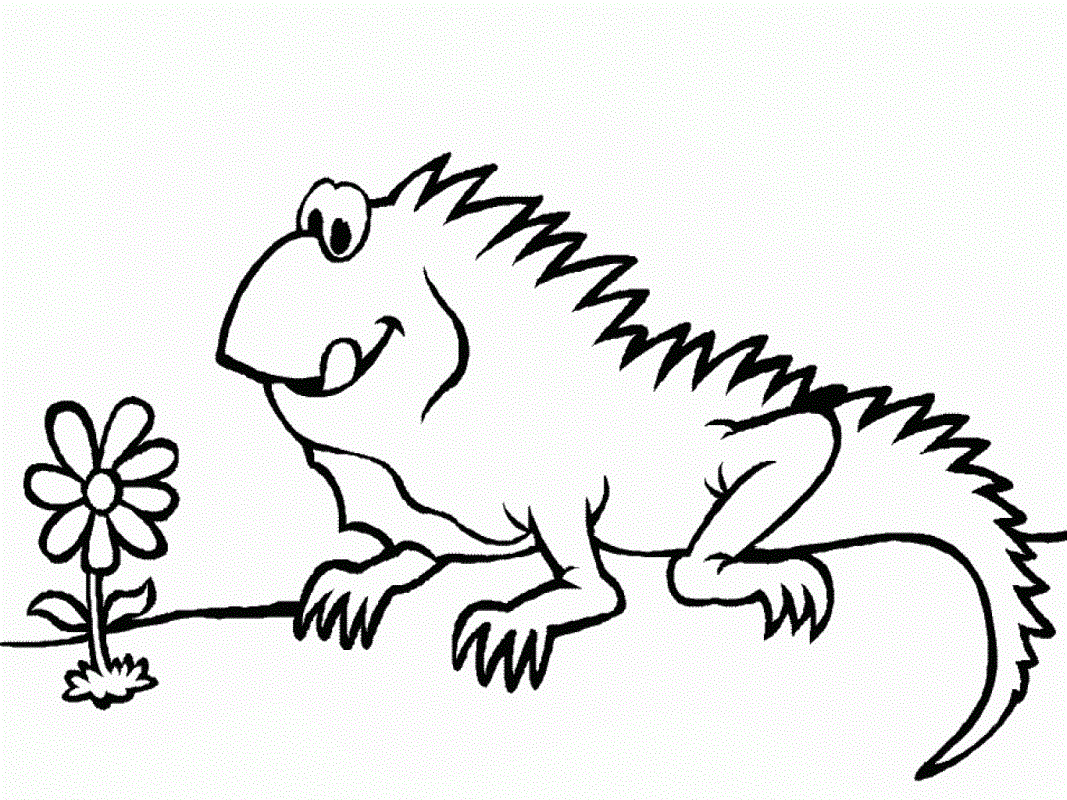 Download Free Printable Iguana Coloring Pages For Kids
