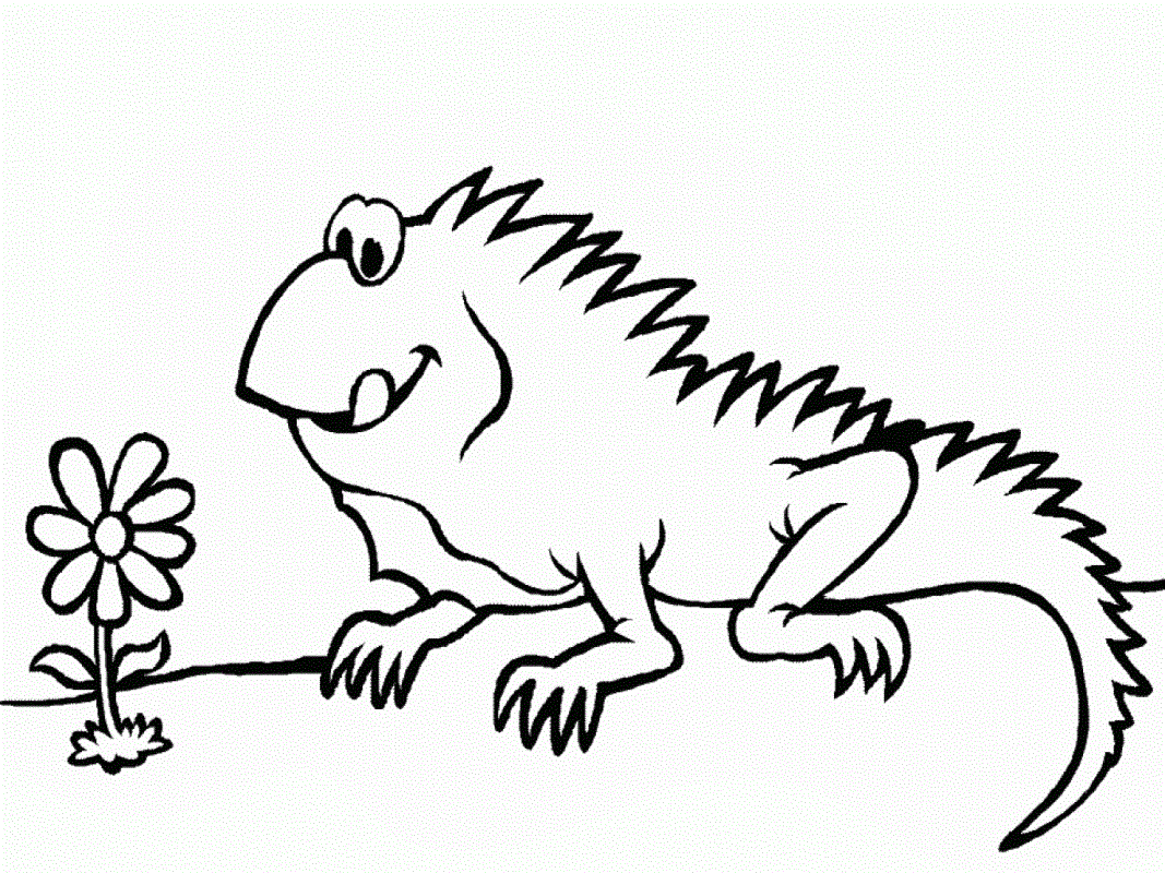 Free Printable Iguana Coloring Pages For Kids