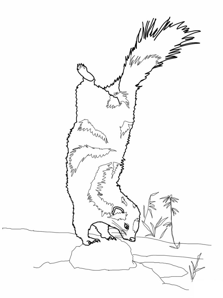 Printable Skunk Coloring Pages