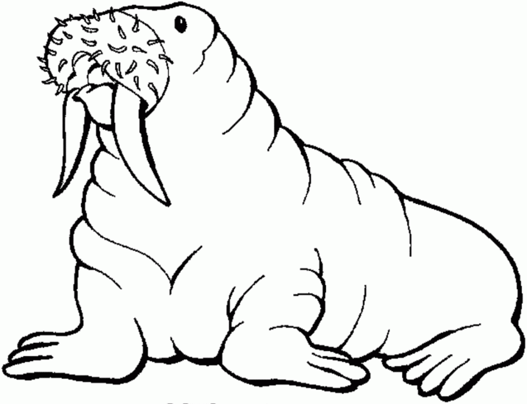 Printable Walrus Coloring Pages