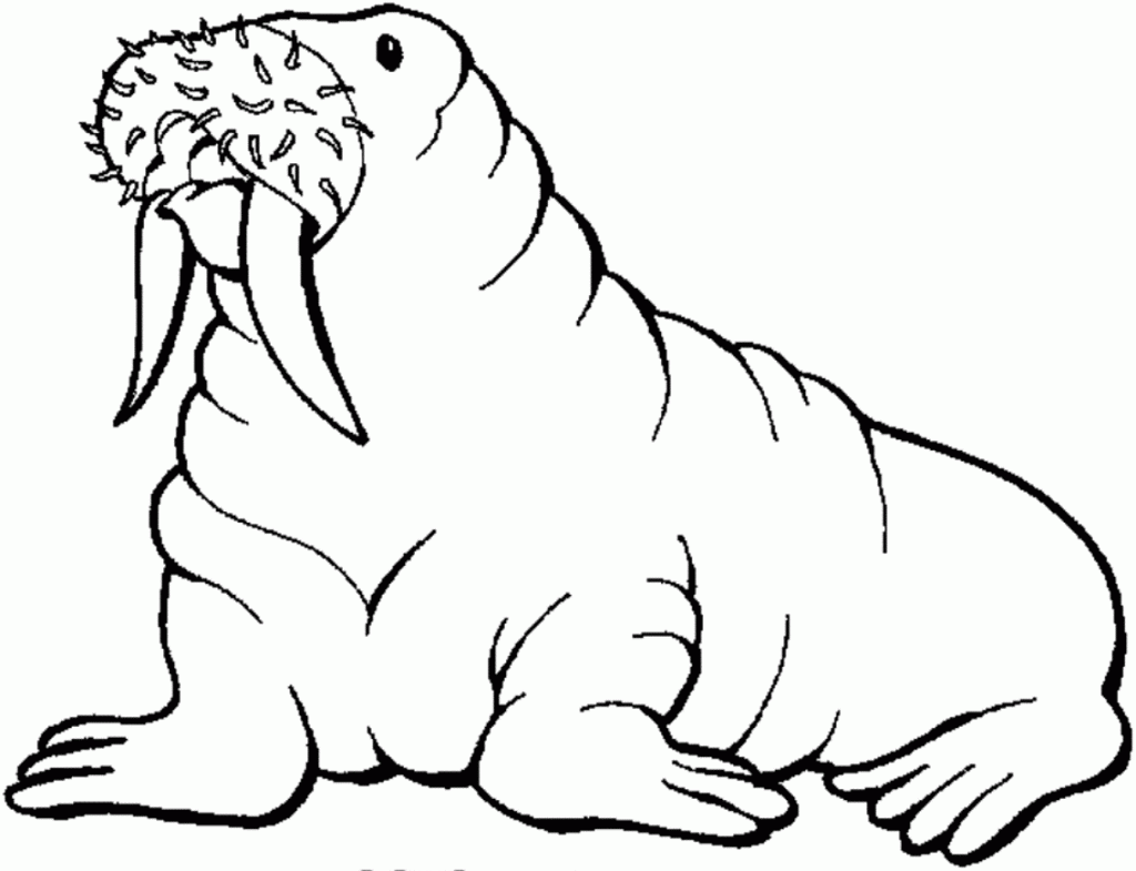 free-printable-walrus-coloring-pages-for-kids