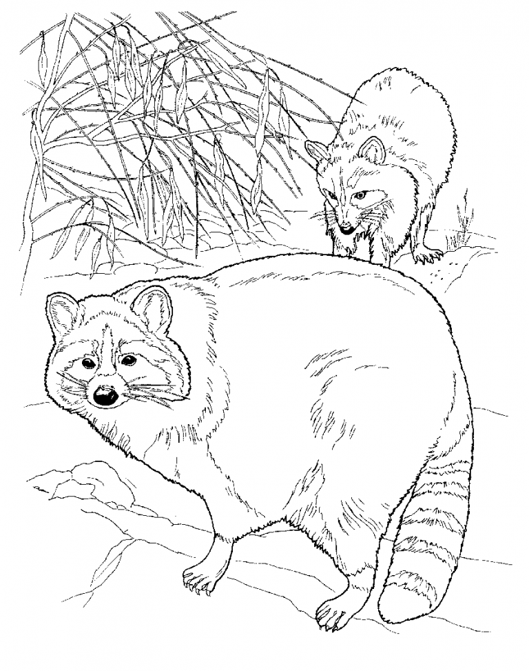 Free Printable Raccoon Coloring Pages For Kids