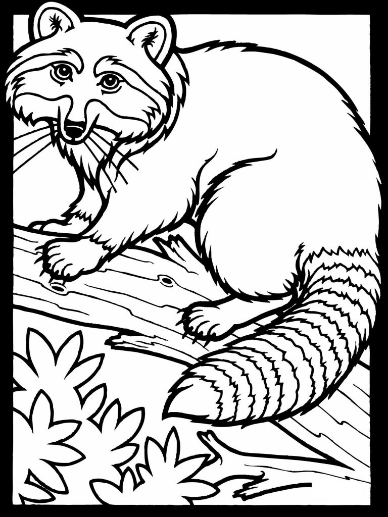 Raccoon Coloring Pages Free Printable