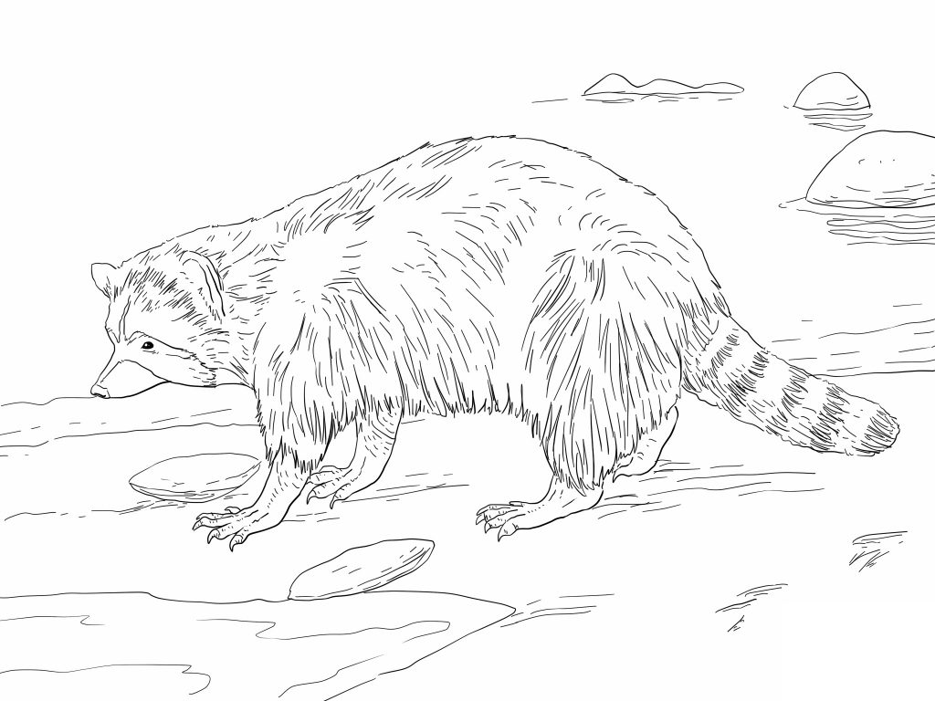 Raccoon Coloring Pages Images