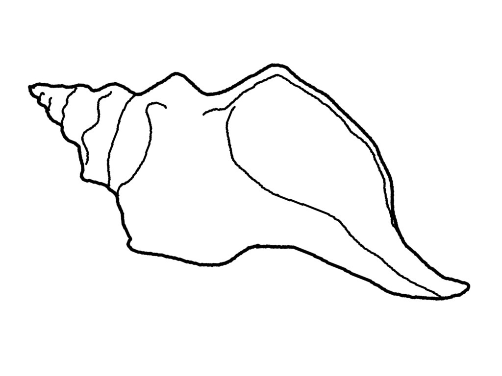 Seashell Coloring Page For Kids