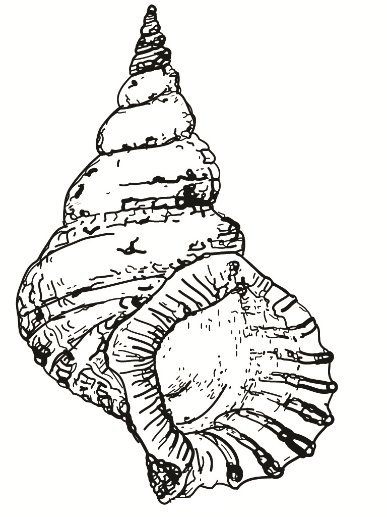 Seashell Coloring Page Images